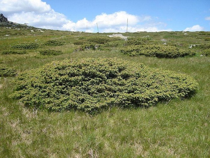 Juniperus alpina